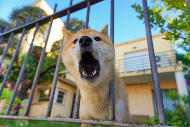 A dog barking through a fence.