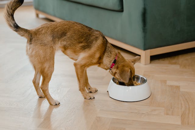 A dog eating out of a bowl.